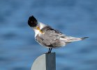 qcliff-swan bay